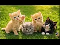 Happy Little Kittens Exploring the Meadow - Beautiful Cat Moments Cat Sounds