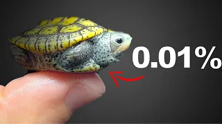 Raising These Baby Turtles Was almost Impossible