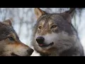 Poylow & BAUWZ - Hate You Musik Neu 2022