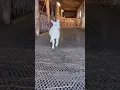 Download Lagu Funny goats dance videos 🤩🤩🤩😱🤩🤩
