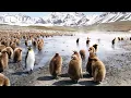 Lagu 30 Minutes of Perfect Penguin Moments | BBC Earth