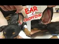 Doberman Ear Cropping Part 1