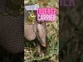 Why armadillos convey leprosy