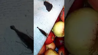 Butterfly Flaps Its Wings In Winter Метелик взимку Ukraine Villagelife Butterfly Shorts 