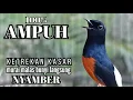 Lagu murai batu FIGHTER BONGKAR ISIAN KASAR !! Ampuh buat PANCINGAN murai malas bunyi langsung FIGHTER 