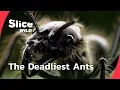 Inside the Deadliest Ant Armies I FULL DOC SLICE WILD