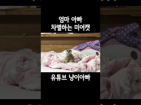 엄마 아빠 차별하는 미어캣