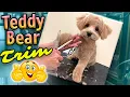 Teddy Bear Haircut on a Cute Fluffy Dog