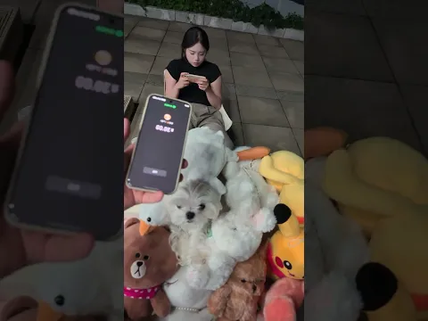 she put her dog in between the teddy bears 😅