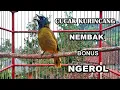 Download Lagu CUCAK KURINCANG GACOR ISIAN NEMBAK BONUS NGEROL