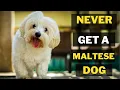 7 Reasons Why You Should Never Own Maltese Dogs