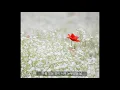 제이하나(J Hana) - 다 핀 꽃 (원곡: 로시)