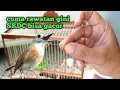 Download Lagu Pemula wajib tau! Inilah Tips rawatan harian SRDC supaya rajin bunyi