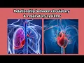 Understanding the relationship between respiratory and circulatory systems