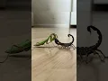 Download Lagu Praying Mantis vs Scorpion Who is Stronger?  #mantis #scorpion #insects