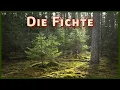 Download Lagu Waldsterben der Fichten in Deutschland - Kurzwissen zur Fichte (Picea abies)