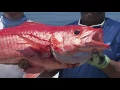 Yankee Capts 30 Promo - Florida Sport Fishing TV
