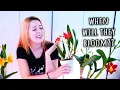 Download Lagu When will your Cattleya Orchid sheath make buds? - All you need to know