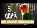 Lagu 5 Cara Mudah Melatih LOVEBIRD GACOR dan NGEKEK PANJANG