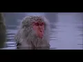 AphexTwin - Stone in focus -  Philosophical Ape 2 hours
