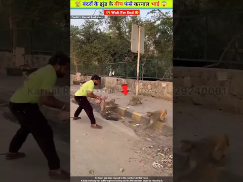बंदरों के झुंड के बीच फंसे करनाल भाई 🐵😱