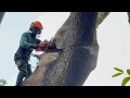 Lagu Complicated-Dangerous ! Tree felling near village housing