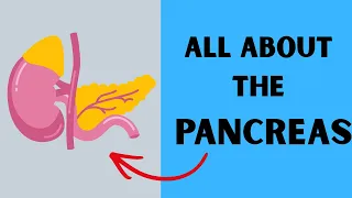 Pancreas - Why it's so Important !!