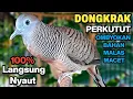 Perkutut Lokal Gacor Suara Besar Pancingan Burung Perkutut Agar Cepat Bunyi.