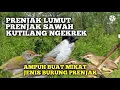 Download Lagu Pikat kutilang ribut part 5 || kombinasi prenjak lumut prenjak sawah paling ampuh buat mikat prenjak