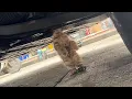 Download Lagu A kitten was hanging under a car for 3 days,no one knew how it got stuck until the owner returned