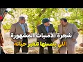 Download Lagu اجمل حلقات مرايا _ شجرة غريبة تحقق الأني وتجيب الحظ .. حتى المسولين مو مرتاحين منها _ ياسر العظمة