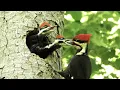 Download Lagu The Pileated Woodpecker: A Trickster