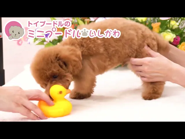 動画