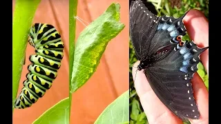 Download Shocking Catterpillar! - Black Swallowtail! MP3