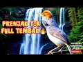 Download Lagu Suara Burung Prenjak Kepala Merah Gacor Ngebren Panjang – Masteran \u0026 Pemikat Alami