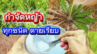 ตะลึง!คนนับล้านไม่รู้ใช้แค่สิ่งนี้กำจัดหญ้าตายเรียบยันรากไล่มดแมลงปลวกหายเกลี้ยงไม่เสียค่าใช้จ่ายใดๆ