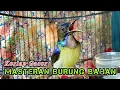 Download Lagu kolibri kelapa | manggar | wiceh | korlap gacor tembakan rapat masteran burung bahan