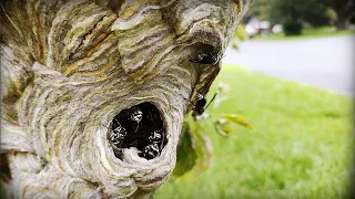 🚨Massive UNICORN Hornets Nest Removal! 2 Nests!🚨 Wasp Nest Removal