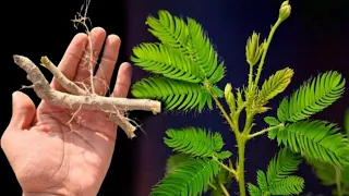 ये पौधे ऊपरी बाधा और नजर दोष को पलक झपकते ही भस्म कर देता है। भूत प्रेत जादू टोना की काल है
