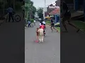Download Lagu Dikejar Anjing besar 😱