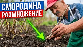 Размножение смородины черенками. Такого даже я не ожидал!