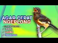 Download Lagu Pancingan murai batu trotol agar cepat ngeplong || masteran burung murai batu