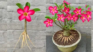 Can Garlic Help Adenium obesum Cuttings Root Better Let’s Find Out