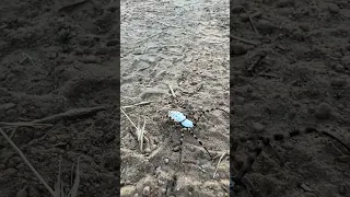 What is this white hairy spider?  A Banded Garden Spider – Argiope trifasciata? #spider