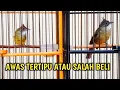 Download Lagu CARA MUDAH MEMBEDAKAN CUCAK JENGGOT MEDAN DENGAN CUCAK JENGGOT LOKAL