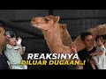 Download Lagu REAKSI MAS HERMAWAN DAN MOMO KETEMU UNTA PERTAMA KALI!