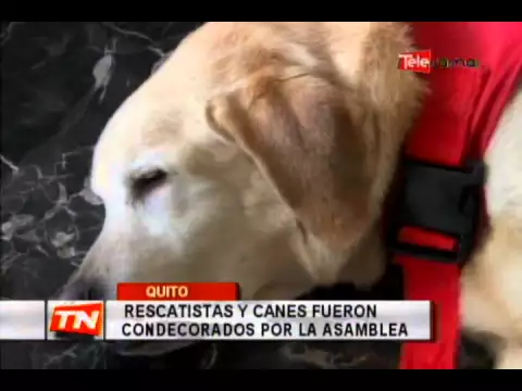 Rescatistas y canes fueron condecorados por la asamblea