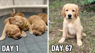 Golden Retriever Puppies Growing from Birth to 10 Weeks