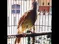 Download Lagu BURUNG KAPAS TEMBAK GACOR EMOSI #shorts