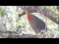 Download Lagu The rare Blyth's Tragopan from Bhutan